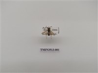 藏品(淡色長腳蜂)的圖片